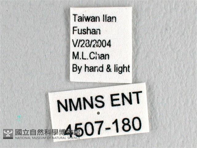 木蘭青鳳蝶藏品圖，第3張