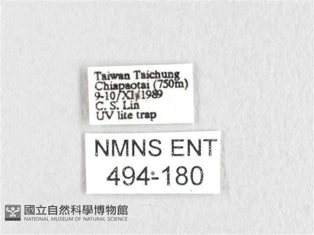 銀肩枯葉蛾藏品圖，第3張