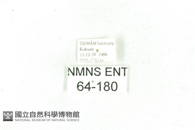 乳白斑燈蛾藏品圖，第3張