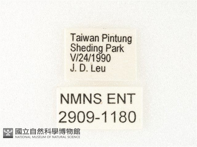 旖斑蝶藏品圖，第3張