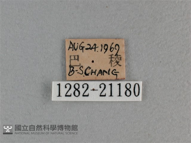玉帶弄蝶藏品圖，第3張