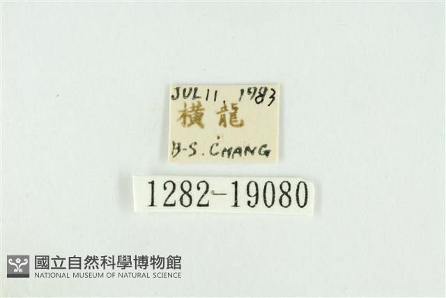 黑翅黃毒蛾藏品圖，第3張