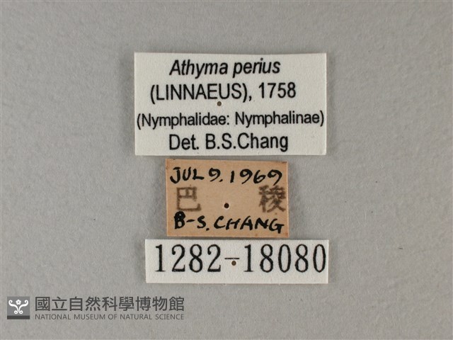 玄珠帶蛺蝶藏品圖，第3張