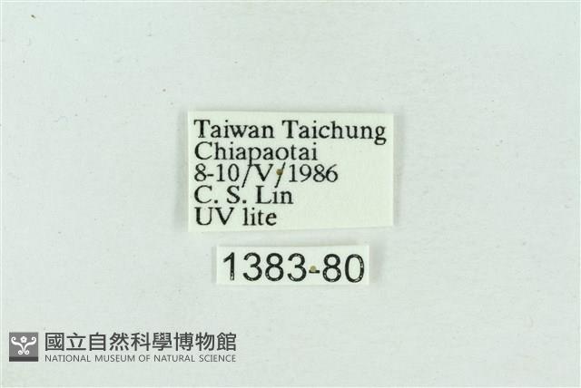 菊池污燈蛾藏品圖，第3張