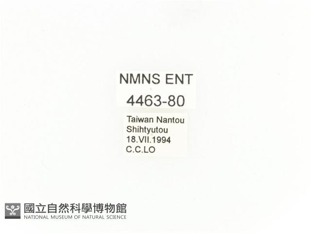 臺灣扇角金龜藏品圖，第2張