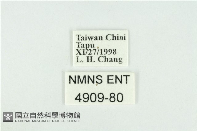 東方喙蝶藏品圖，第3張