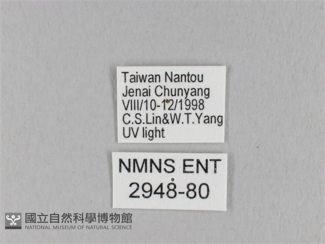 馬尾松枯葉蛾藏品圖，第3張