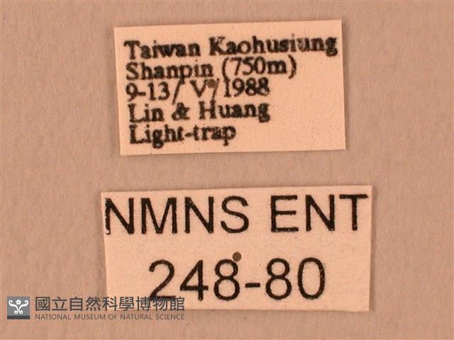 暗綠白腰天蛾藏品圖，第3張