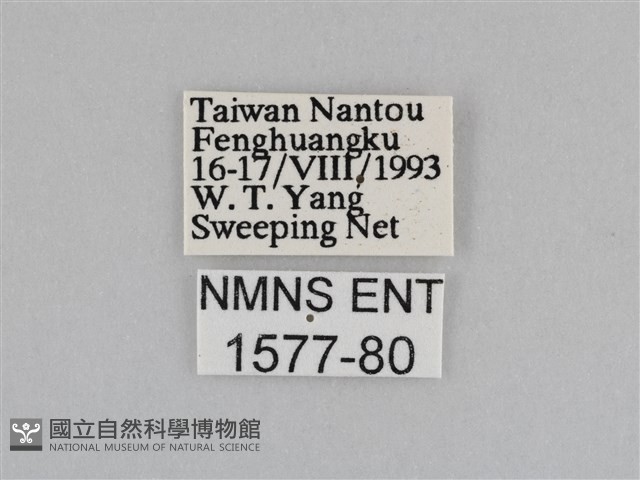 紫帶眉眼蝶藏品圖，第3張