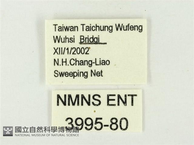 白雅波灰蝶藏品圖，第3張