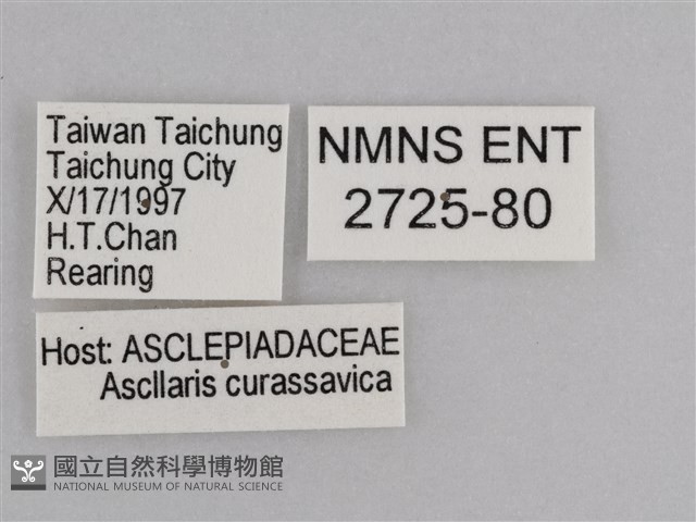 樺斑蝶藏品圖，第3張