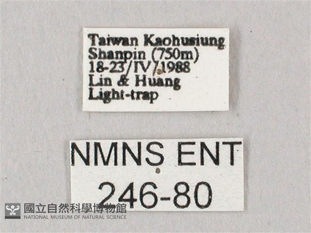 白點天蛾 藏品圖，第3張