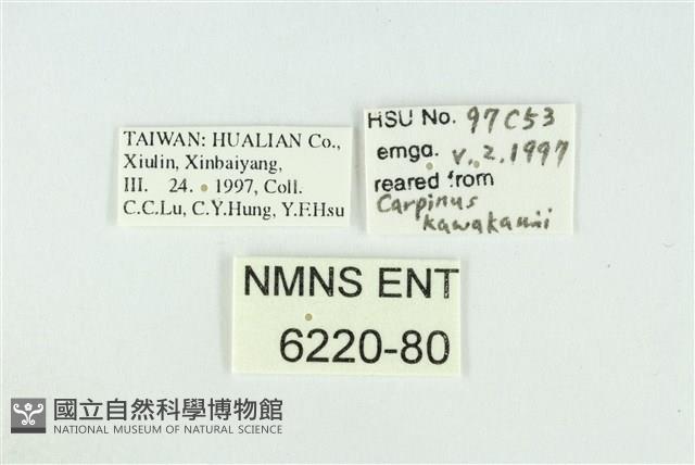 珂灰蝶藏品圖，第3張