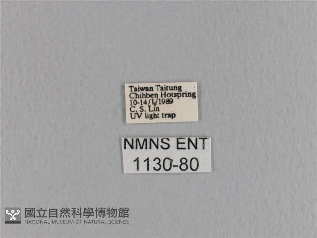 大褐斑枯葉蛾藏品圖，第3張