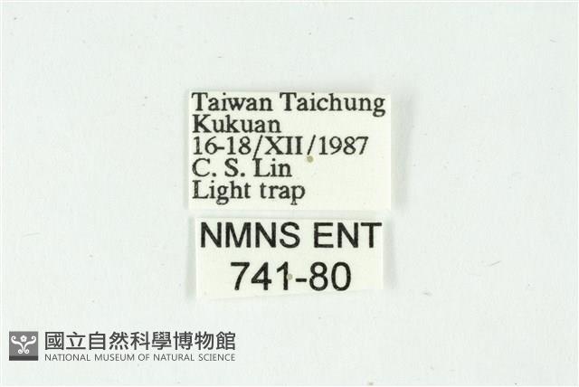 白斑散紋夜蛾藏品圖，第3張