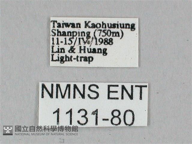 白點天蛾 藏品圖，第3張