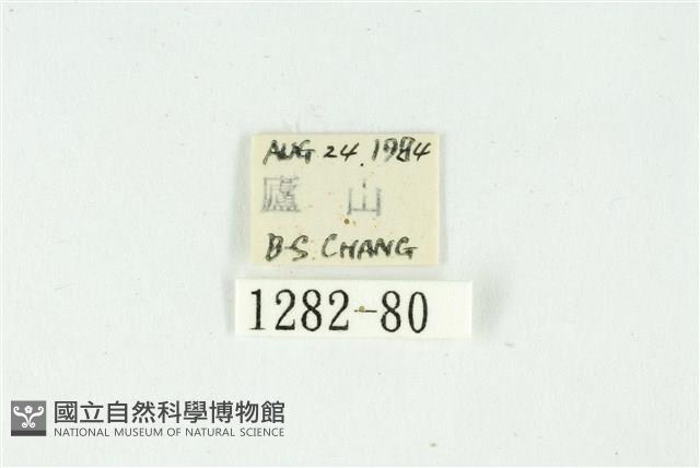 白斑散紋夜蛾藏品圖，第3張