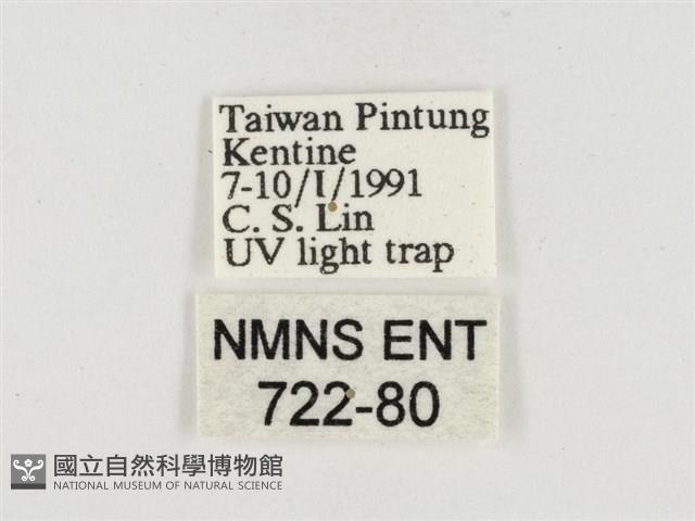 小白紋毒蛾藏品圖，第3張