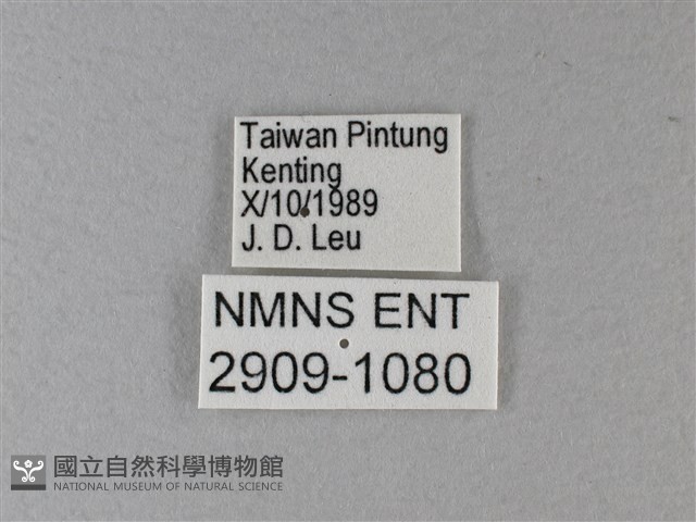 黃襟蛺蝶藏品圖，第3張
