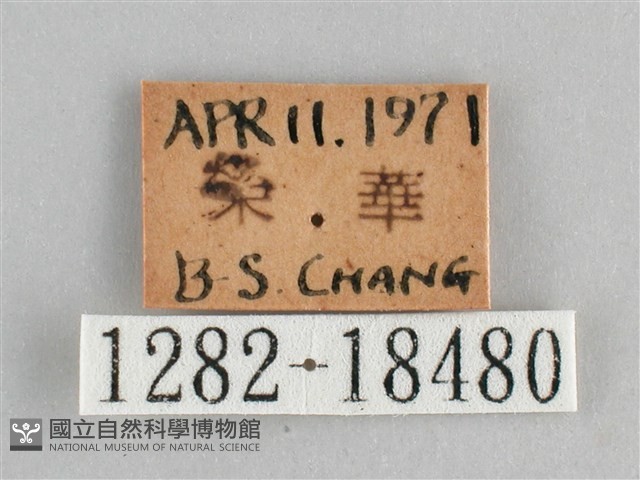 臺灣環蛺蝶藏品圖，第3張