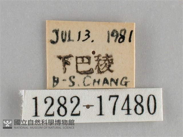 青眼蛺蝶、孔雀青蛺蝶藏品圖，第3張