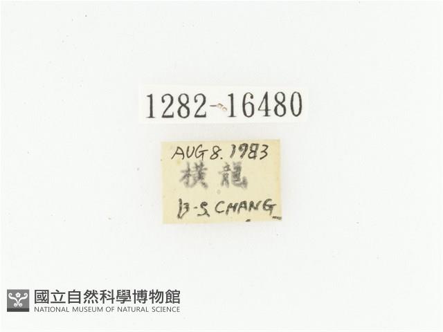 黃斑陷紋金龜藏品圖，第2張