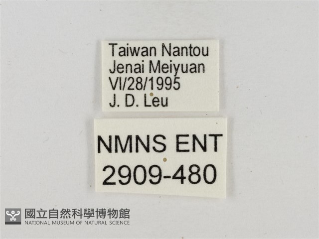 淡褐脈粉蝶藏品圖，第3張