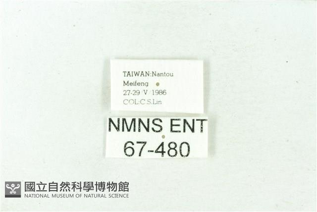 赭新污燈蛾藏品圖，第3張