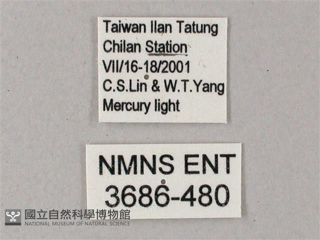 藏斜紋天蛾藏品圖，第3張