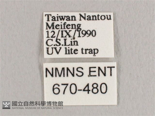 銀端帶鉤蛾藏品圖，第3張