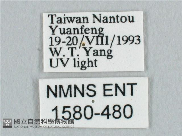 銀端帶鉤蛾藏品圖，第3張