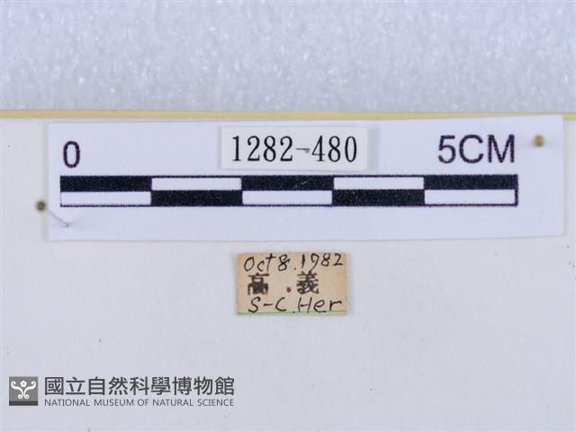 閃光苔蛾藏品圖，第3張