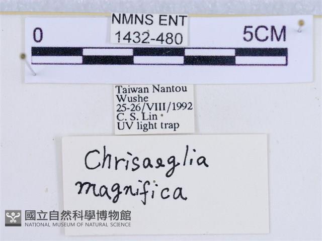 閃光苔蛾藏品圖，第3張