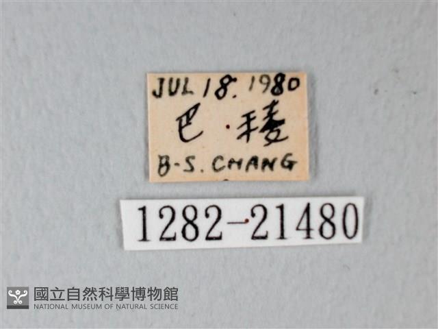 細邊琉灰蝶藏品圖，第3張
