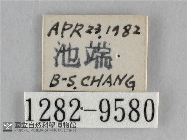 澄線尺蛾藏品圖，第3張