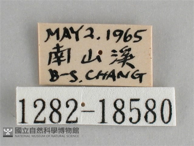 鋸粉蝶藏品圖，第3張