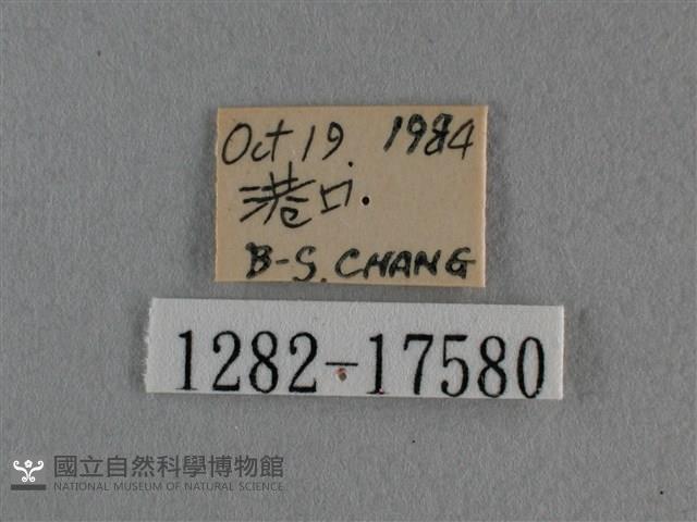 細灰蝶藏品圖，第3張