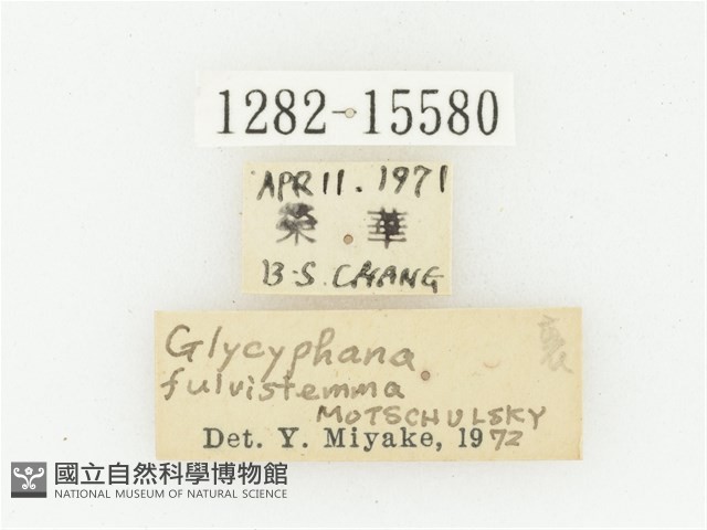 橫斑黑花金龜藏品圖，第2張
