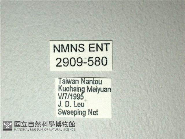 斑鳳蝶藏品圖，第3張