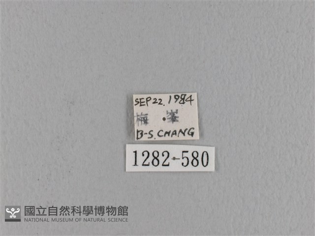 波紋枯葉蛾藏品圖，第3張
