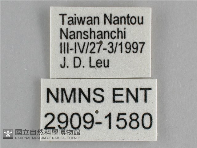圓翅紫斑蝶藏品圖，第3張