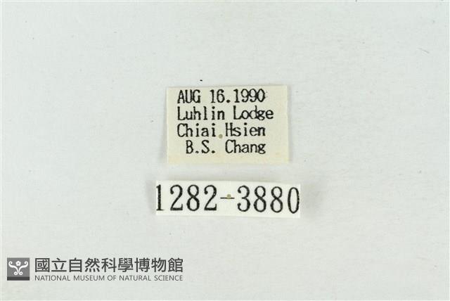 印華波紋蛾藏品圖，第3張