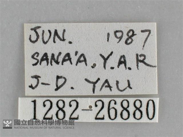 銀條斜線天蛾藏品圖，第3張