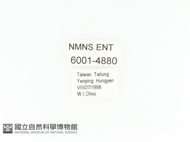 臺灣扇角金龜藏品圖，第2張