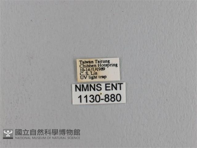 波紋枯葉蛾藏品圖，第3張