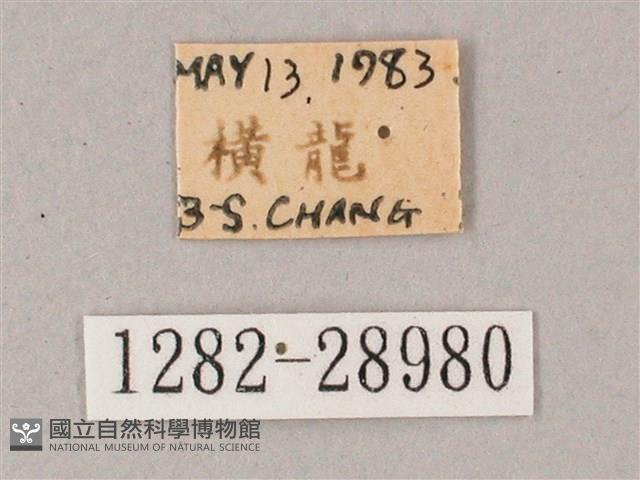 綠背斜紋天蛾藏品圖，第3張