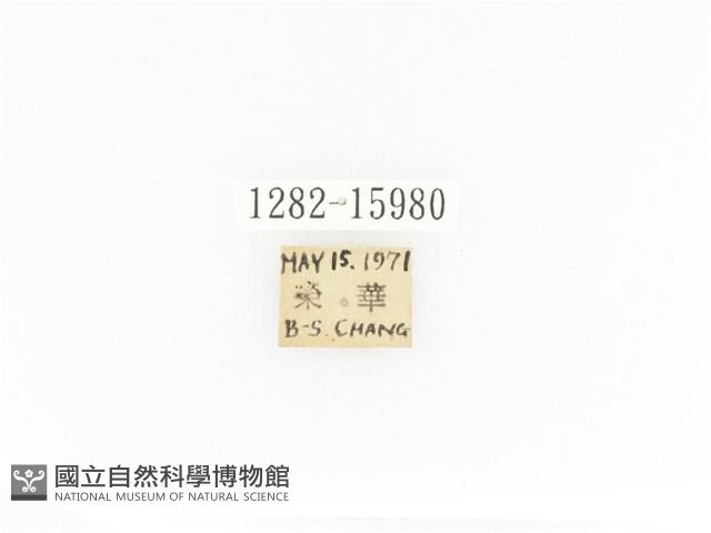 臺灣角金龜藏品圖，第2張