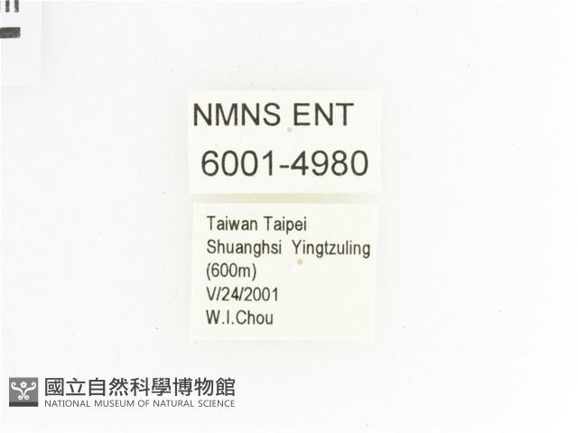 綠艷金龜藏品圖，第2張