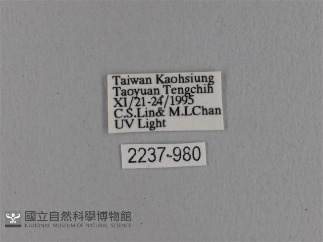 波紋枯葉蛾藏品圖，第3張