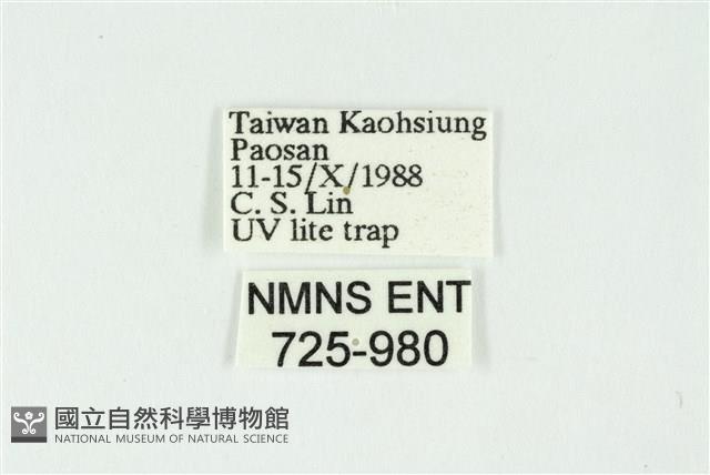 白斑散紋夜蛾藏品圖，第3張